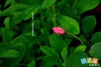 描写雨景的古诗句合集