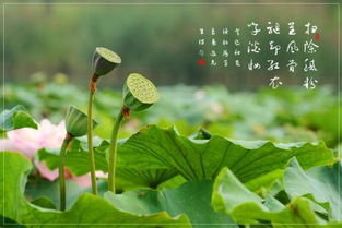 关于描写莲蓬的古诗句
