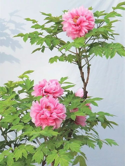 关于花的精神的诗句有哪些