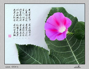 关于牵牛花的诗句古诗