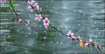 雨和花的诗句古诗,描写雨和花的诗句古诗,关于花的诗句古诗