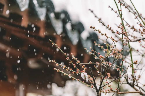 关于雪的诗句古诗名句,关于写雪的诗句古诗,关于雪的诗句古诗爱情
