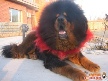关于藏獒的古代诗句
