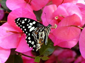 关于蝴蝶花朵的诗句,描写蝴蝶与花朵的诗句,蝴蝶在花朵上的诗句