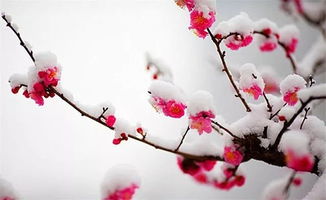 常见关于雪的诗句