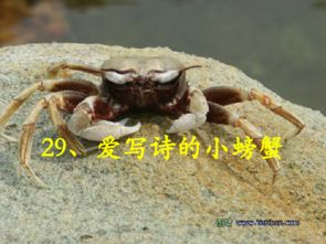 关于螃蟹的诗句