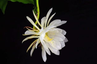 昙花,诗句