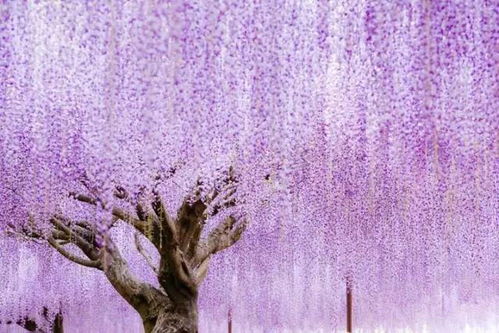 紫藤,诗句,美丽