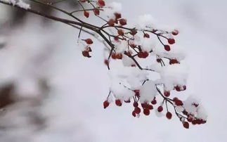 关于寄的诗句是