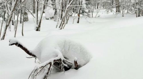 诗句,咏雪关,于雪