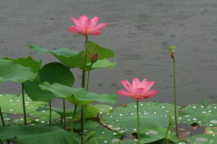 关于雨中芙蓉的诗句