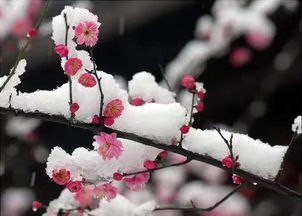 古诗,诗句,梅花,描写
