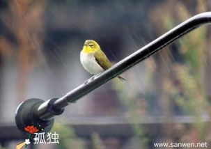 雨天孤独的诗句有哪些,表达孤独的诗句有哪些,孤独无奈的诗句有哪些