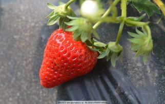 关于地方草莓的诗句