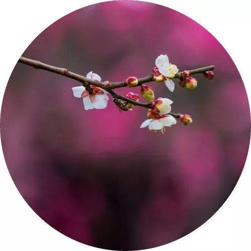 芳菲尽一一古诗中诗句