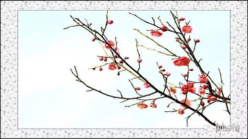 形容友谊长久的诗句古诗词,关于幸福的诗句古诗词,形容失眠的诗句古诗词