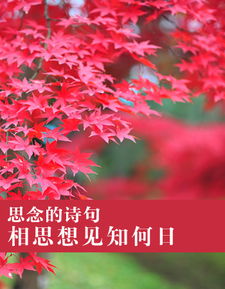 思念情人的诗句古诗6