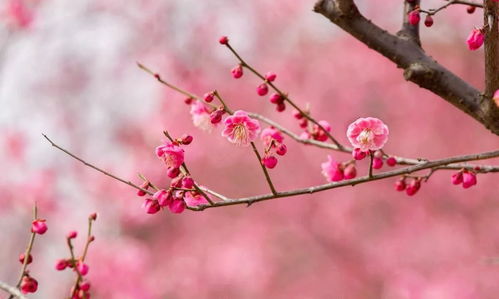 扫树梅花古诗句