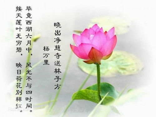 关于莲的小诗句