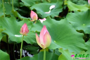 西湖荷花诗句古诗大全