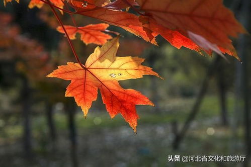 有关秋天枫叶的诗句古诗,赞美秋天枫叶的诗句古诗,描写秋天枫叶的诗句古诗三年级