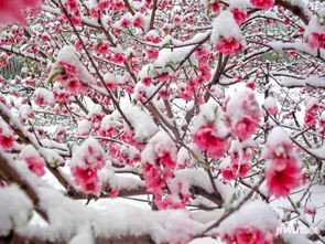 雪桃花诗句古诗