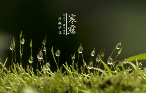 关于露的情诗句