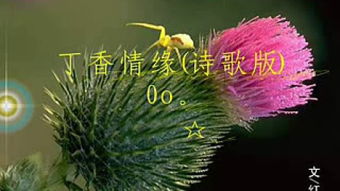关于丁香的句子有哪些诗句