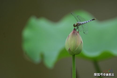 你能,两句,诗句,蜻蜓