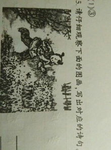 关于菜花的诗句古诗词