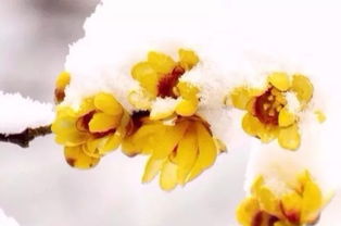 关于腊梅精神的诗句