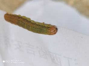 关于黏虫大发生的诗句