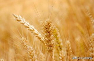 小麦种植日记(小麦种植日记250字作文)