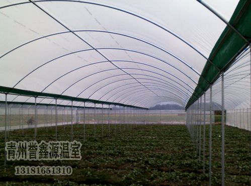 蔬菜大棚的建设技术(蔬菜大棚实习目的)