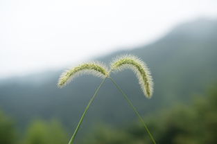 乡村生活作文的好开头