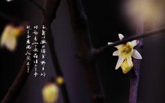 写梅花的作文800字开头