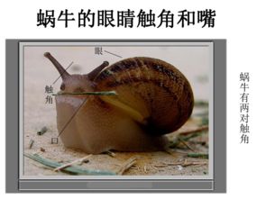 蜗牛毛毛虫蚯蚓的作文开头