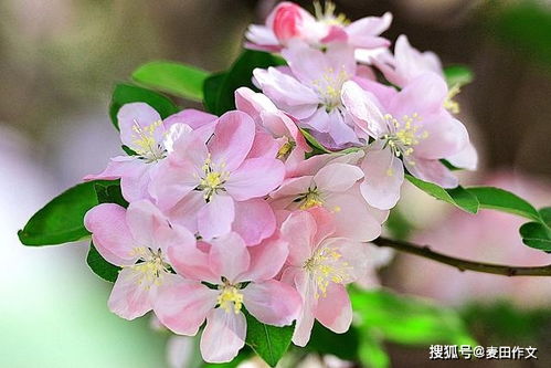 小学作文引用名言的开头