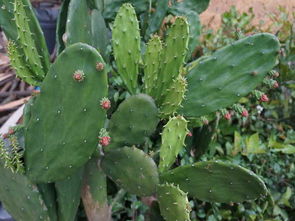 仙人掌的影响作文的开头