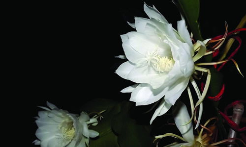 昙花作文的开头