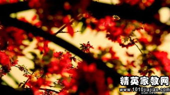 作文的写景开头优美句子摘抄大全