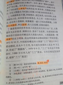 写作文的开头熊猫诗句