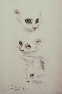 猫的作文(猫的作文)