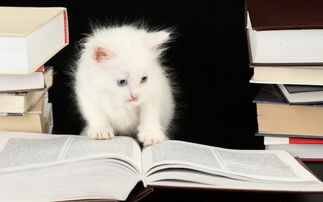 聪明的猫作文开头中心句