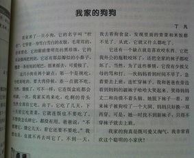 我和狗的作文开头