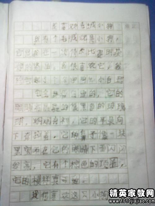 动物开头作文怎么写300字