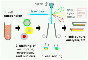 流式细胞术在临床医学中的应用进展(光子学在信息处理应用中的进展)