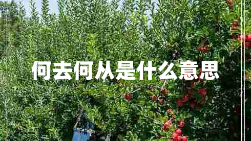 何去何从是什么意思 何去何从是什么意思