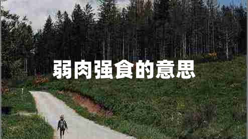 弱肉强食的意思