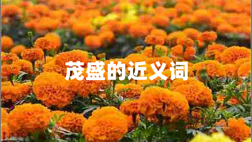 茂盛的近义词